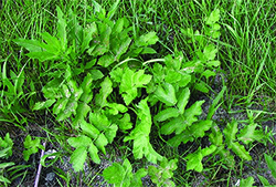 Wild parsnip base rosette
