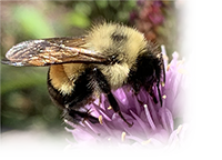 rusty patched bumblebee