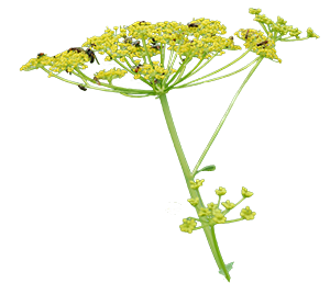 wild parsnip graphic