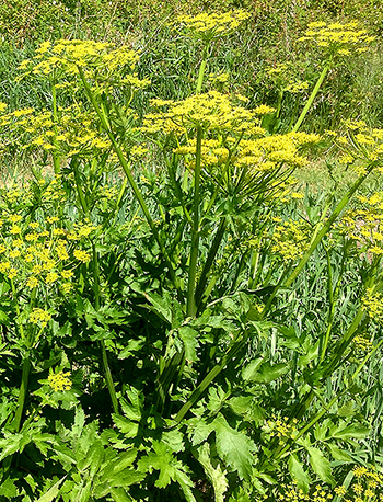 Wild Parsnip