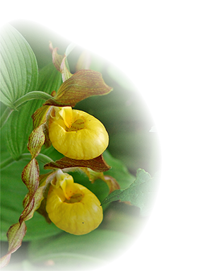 Yellow lady's-slippers