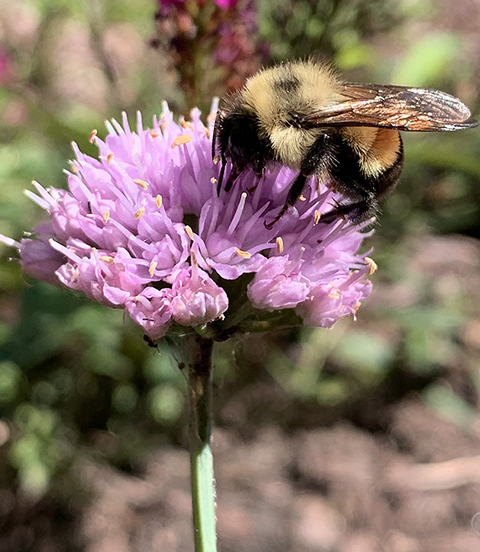 Rusty patched bumblebee, Bombus affinis 