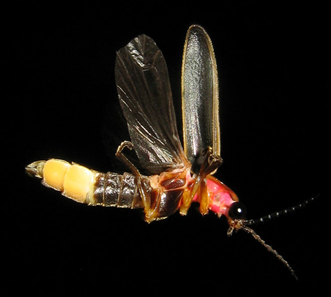 Common eastern firefly