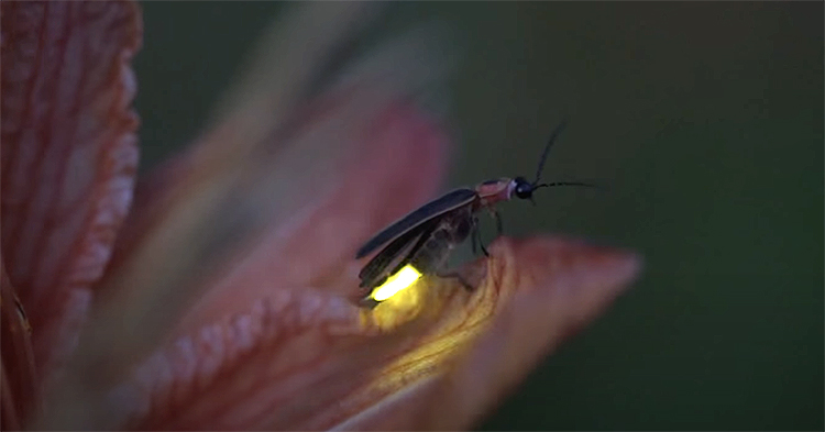 Firefly at night