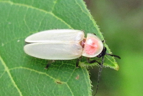 little gray firefly