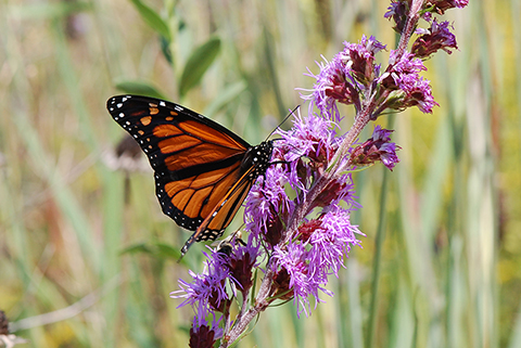 monarch on liatris