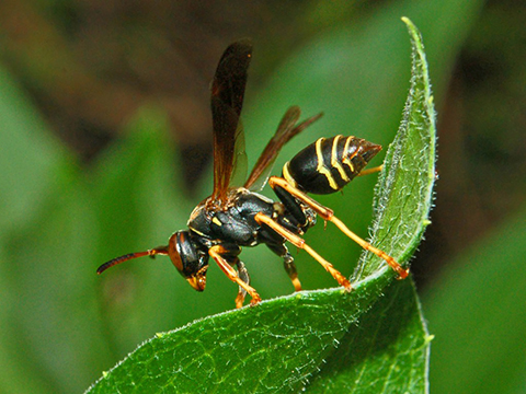 Paper wasp