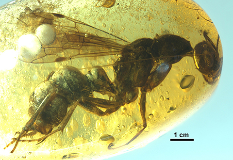Wasp in burmese amber