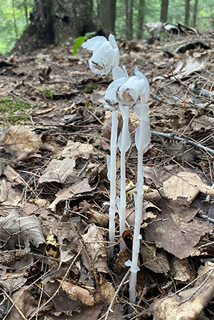 indian pipe