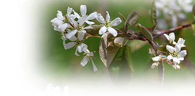 Amelanchier canadensis