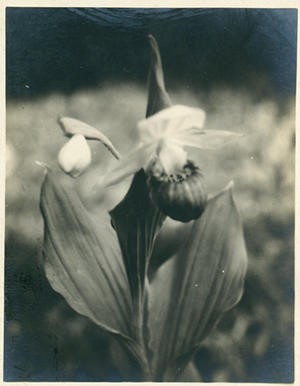 Showy lady's slipper historic