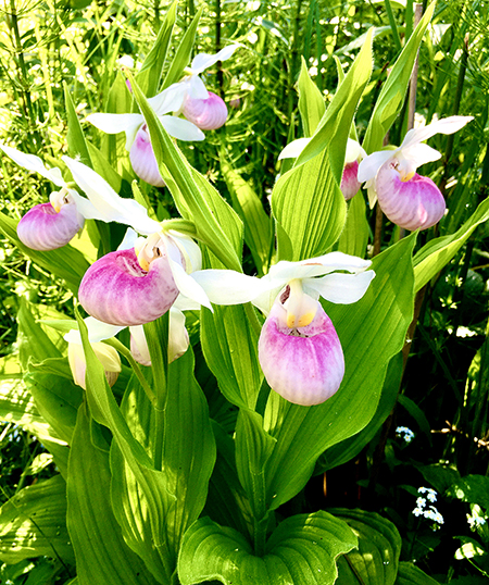 Showy lady's slippers