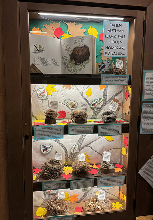 Bird nest display in Crone Shelter