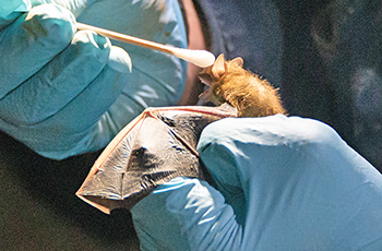 testing a little brown bat