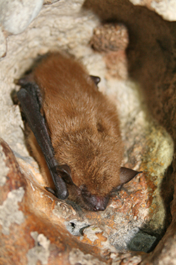 Big brown bat