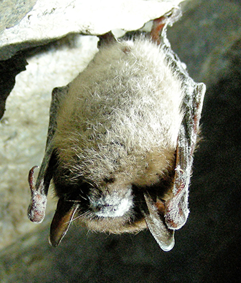 little brown bat with white-nose syndrome