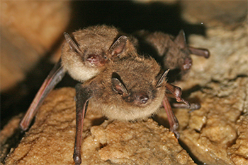Healthy little brown bats
