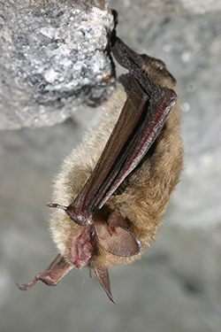Northern long-eared bat