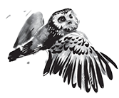 owl graphic