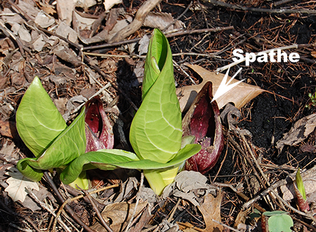 skunk cabbage spathe