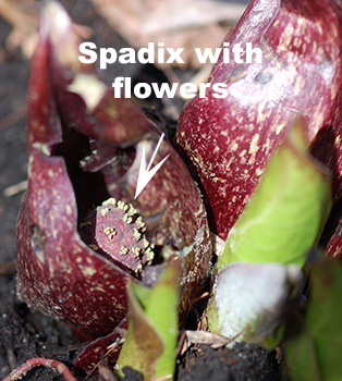 skunk cabbage spadix