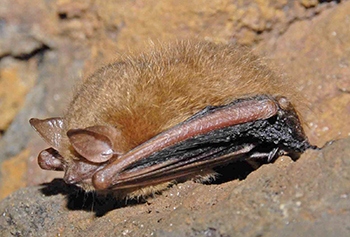 Tri-colored bat