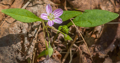 carolina spring beauty