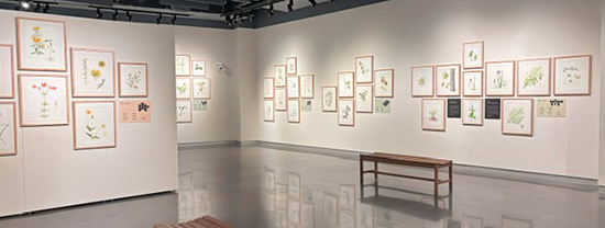 Bell Museum exhibit