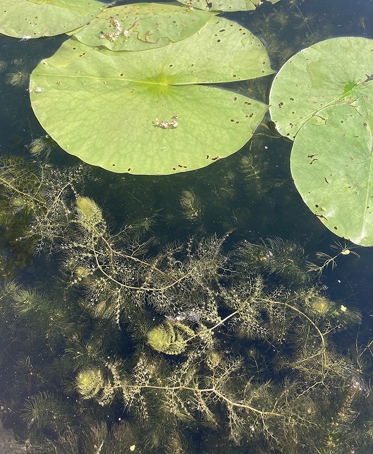Bladderworts