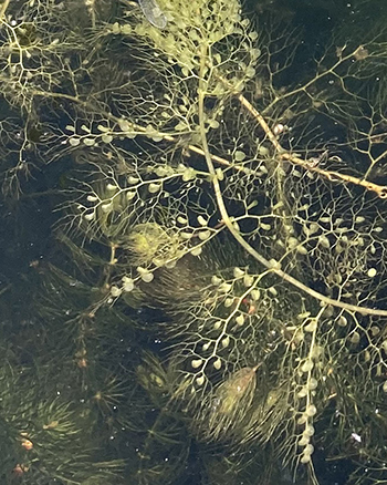 Bladderwort detail