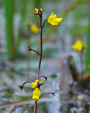 Bladderwort flower