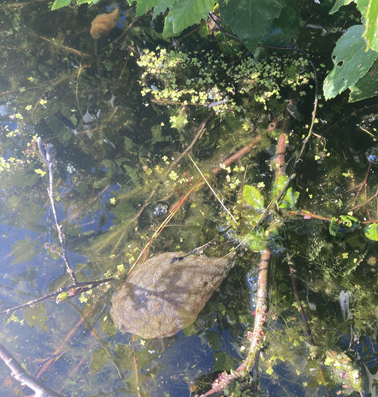 freshwater bryozoan colony