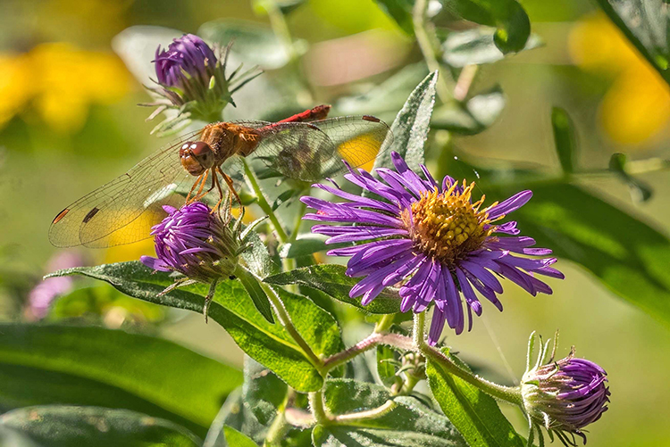 meadowhawk and new england aster