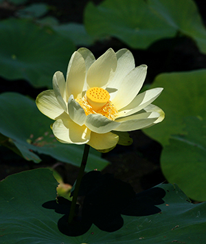 American Lotus
