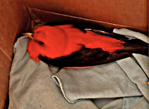 injured scarlet tanager