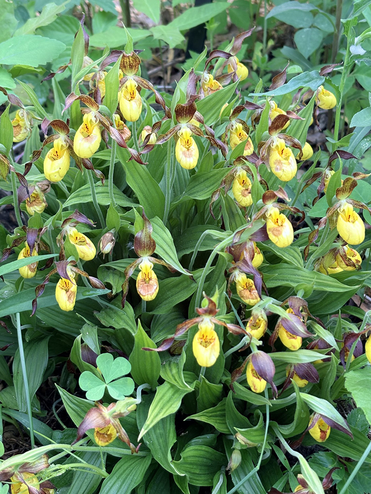 smaller yellow lady's slipper