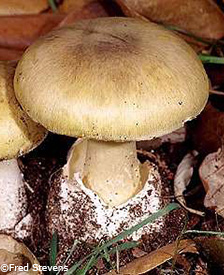 Deathcap Mushroom