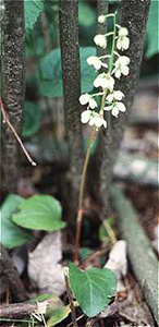 American Wintergreen