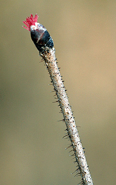 American Hazelnut female flower