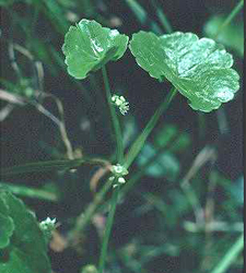 American Marsh Pennywort