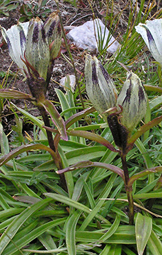 Arctic Gentian