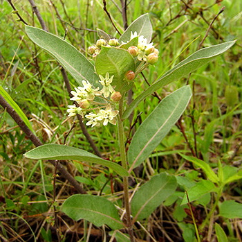 Oval leaved milkweed