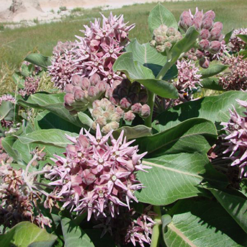 showy milkweed