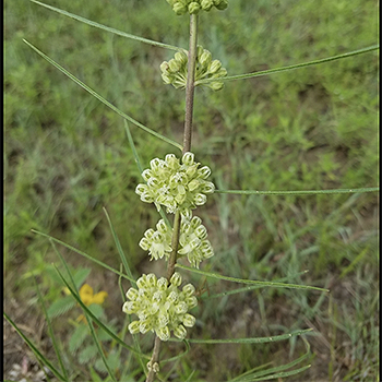 narrow-leaved milkweed
