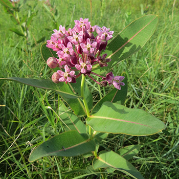 Sullivant's milkweed
