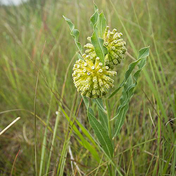 Green milkweed