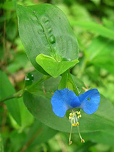 Asiatic Dayflower