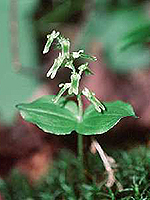 Auricled Twayblade