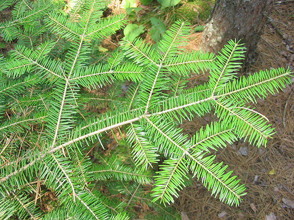Balsam Fir branch