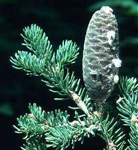 maturing cone